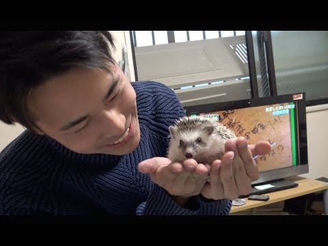 しばゆーの家のペット