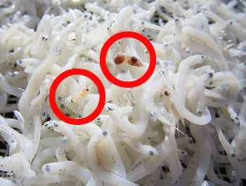 お惣菜に髪の毛が入っていた