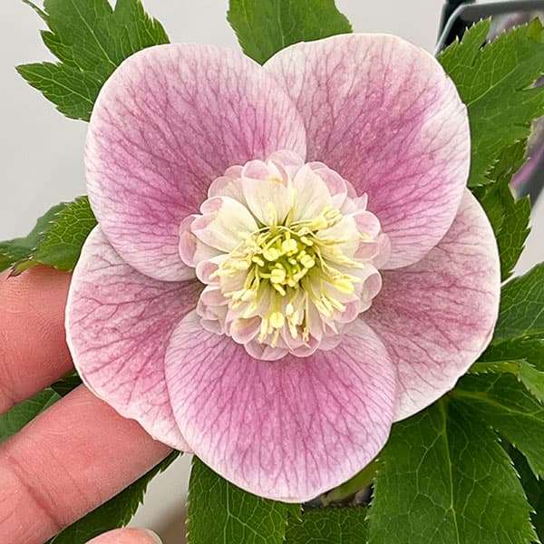 冬の花🌼クリスマスローズ　part2