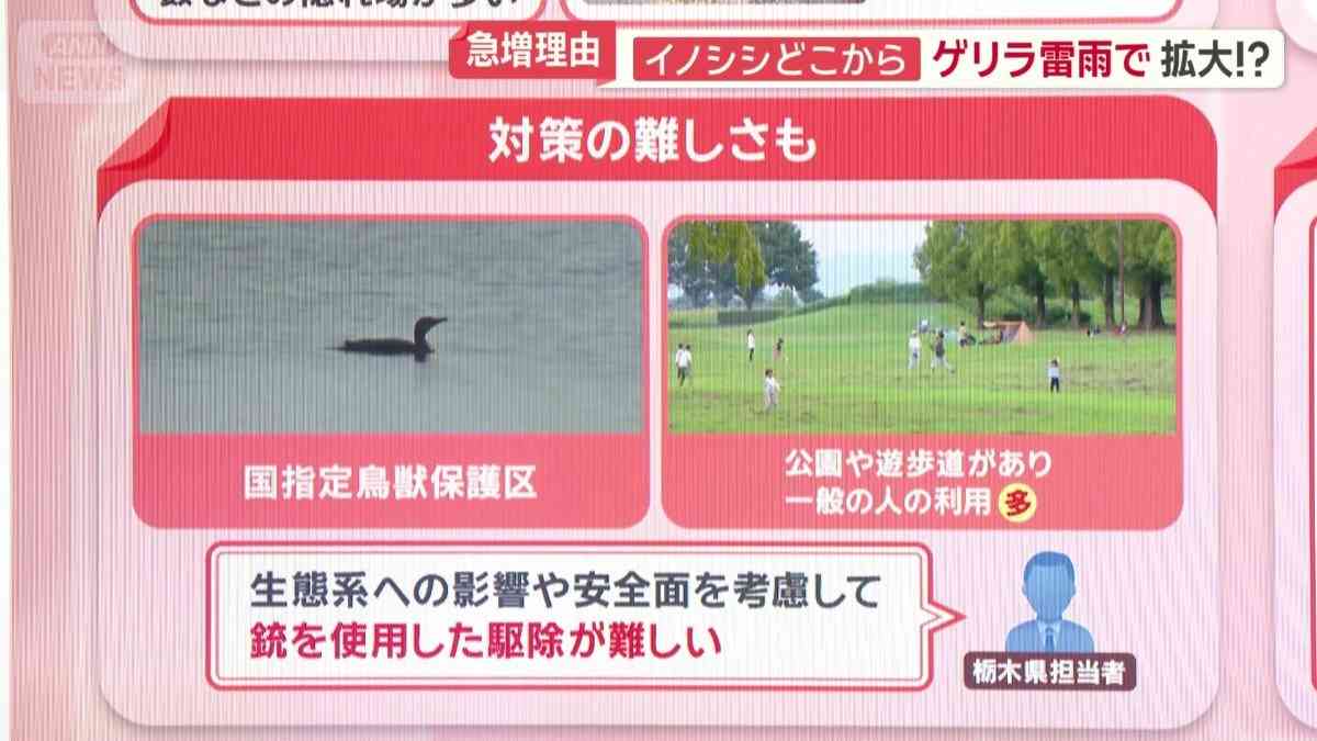 イノシシ大繁殖…1000頭超　悲鳴続々「田んぼ全滅」　突進で歩行者大けが　車に衝突も