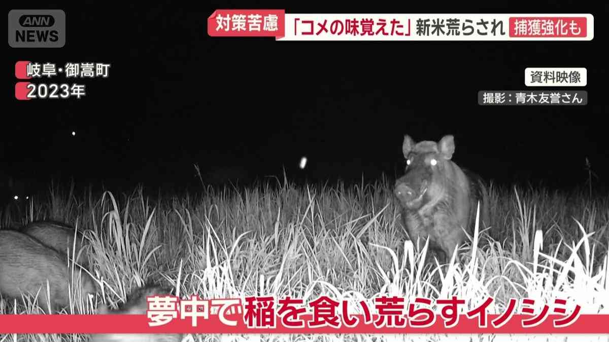 イノシシ大繁殖…1000頭超　悲鳴続々「田んぼ全滅」　突進で歩行者大けが　車に衝突も