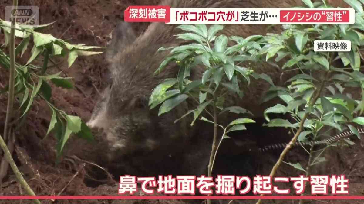 イノシシ大繁殖…1000頭超　悲鳴続々「田んぼ全滅」　突進で歩行者大けが　車に衝突も