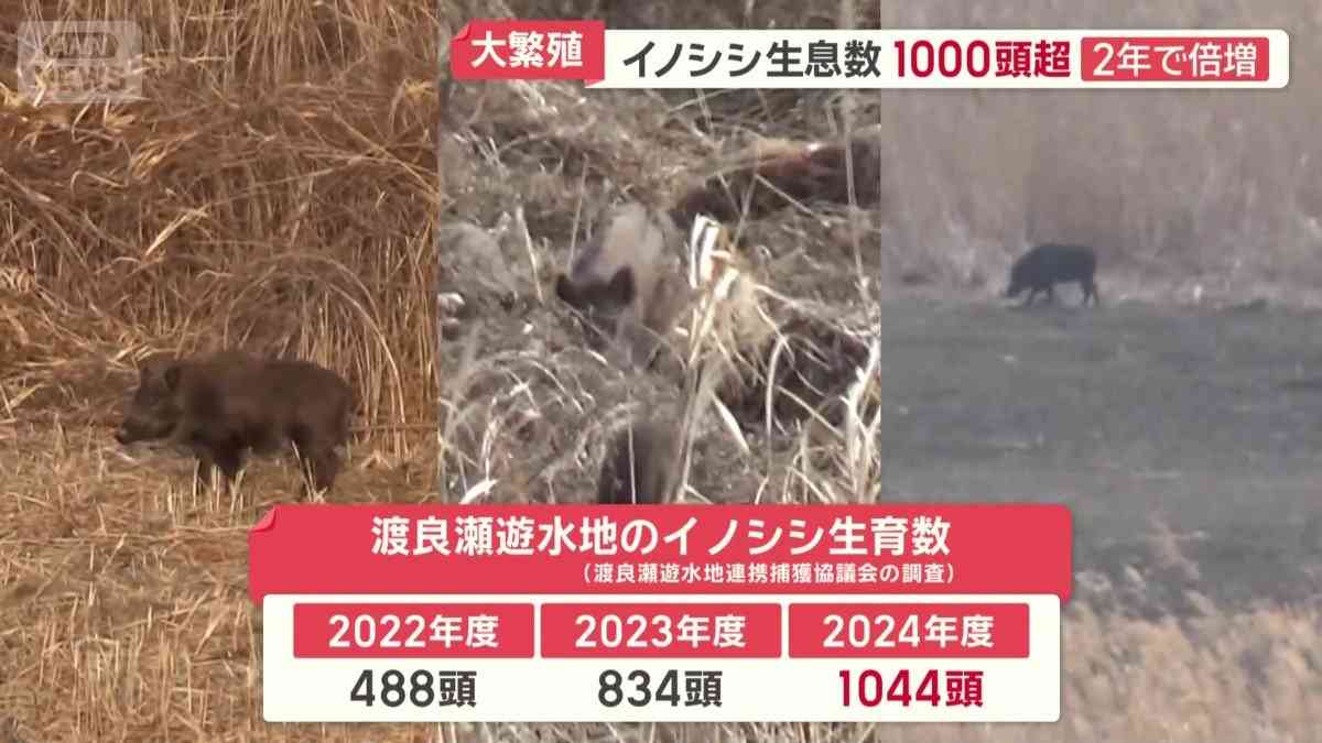 イノシシ大繁殖…1000頭超　悲鳴続々「田んぼ全滅」　突進で歩行者大けが　車に衝突も