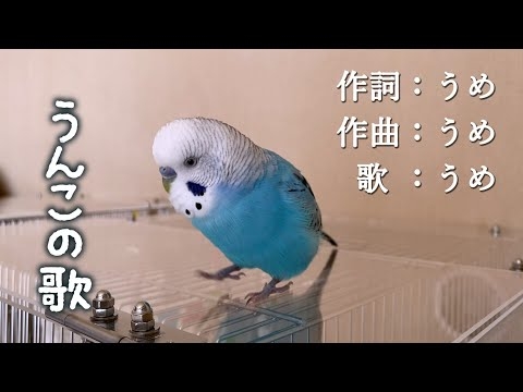 韻を踏んで歌います。恐らくウンも踏んでますｗ　セキセイインコ・うめ　Poo Poo Song Sung by Budgie