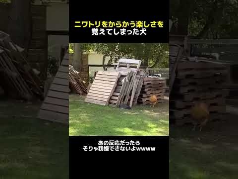 ニワトリをからかう犬wwwww #面白い #おもしろ #tiktok #Twitter #2ch #5ch
