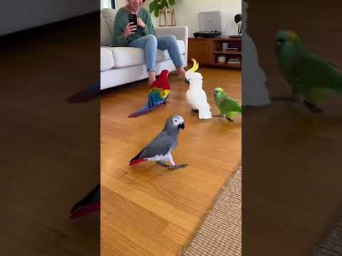 Dancing too Good