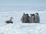 コウテイペンギンのヒナたちの前に現れた一匹のカモメ。助けようと救世主が登場 | ニコニコニュース
