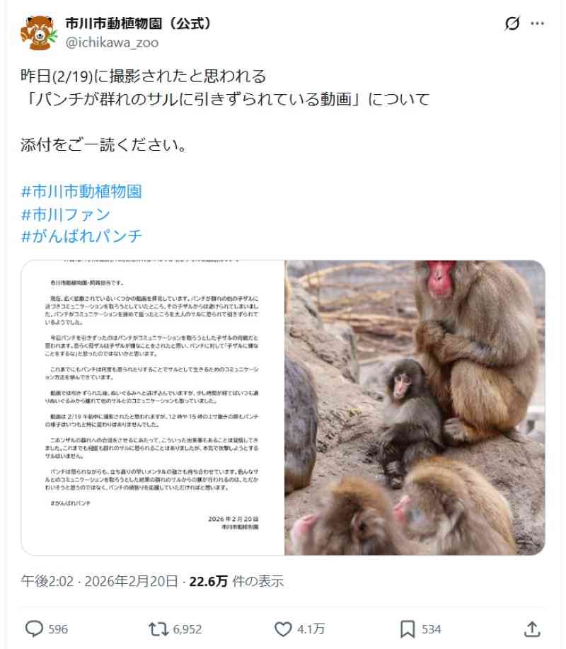話題のニホンザル「パンチ」にいじめ? 動画拡散で市川動植物園が〝異例〟の声明 「攻撃ではなくコミュニケーション」