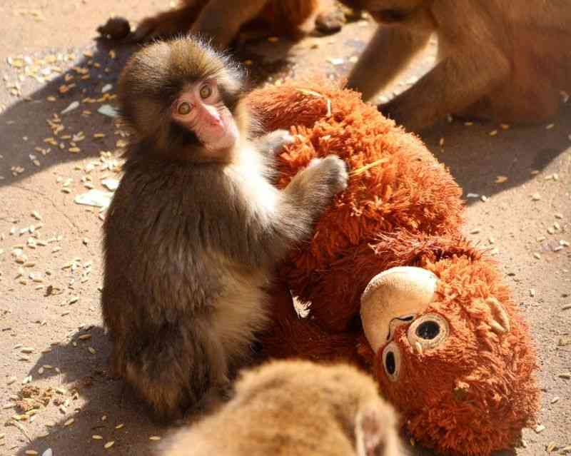 話題のニホンザル「パンチ」にいじめ? 動画拡散で市川動植物園が〝異例〟の声明 「攻撃ではなくコミュニケーション」
