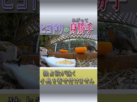 ヒヨドリ の身勝手