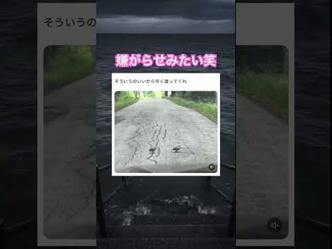 リズム感良すぎ笑　#shorts#動物#かわいい#可愛い#癒し#癒し動画 #鳥 #リズミカル #邪魔