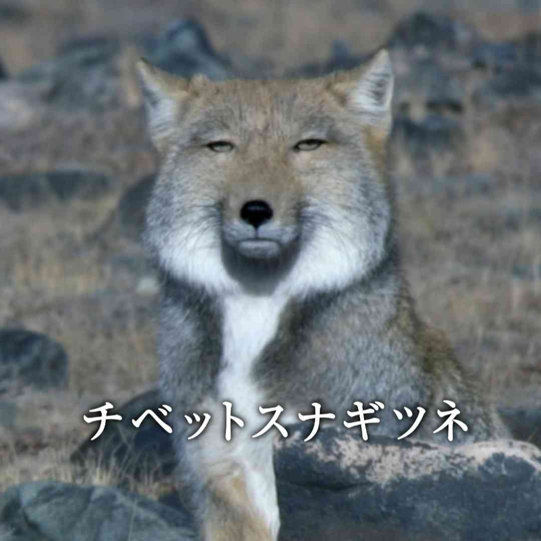 人間みたいと思った画像を貼るトピ