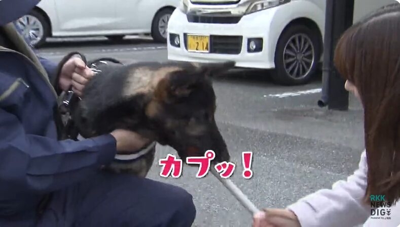 “スゴ鼻”警察犬ジゲン号 1年ぶり2度目のお手柄！ 雨雲迫る山で行方不明者を発見　今回もジャーキー1kgもらう