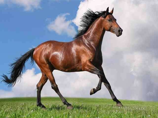 「ああ、この馬主ガル民だな…」とバレそうな競走馬の名前って？Part10