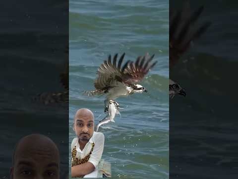 #birds ? #eagle #wildlife #youtubeshorts #shots #ytshorts #shortsfeed #fish