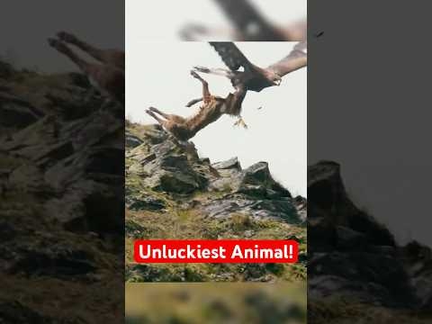 The Most Unlucky Animal in the Wild ? | Ibex vs Golden Eagle