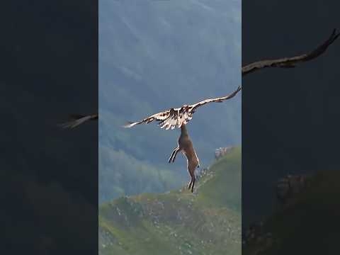 Golden eagle vs Goat #trending #goldeneagle #goat #eagle #animals #viral #youtubeshorts #youtube#art