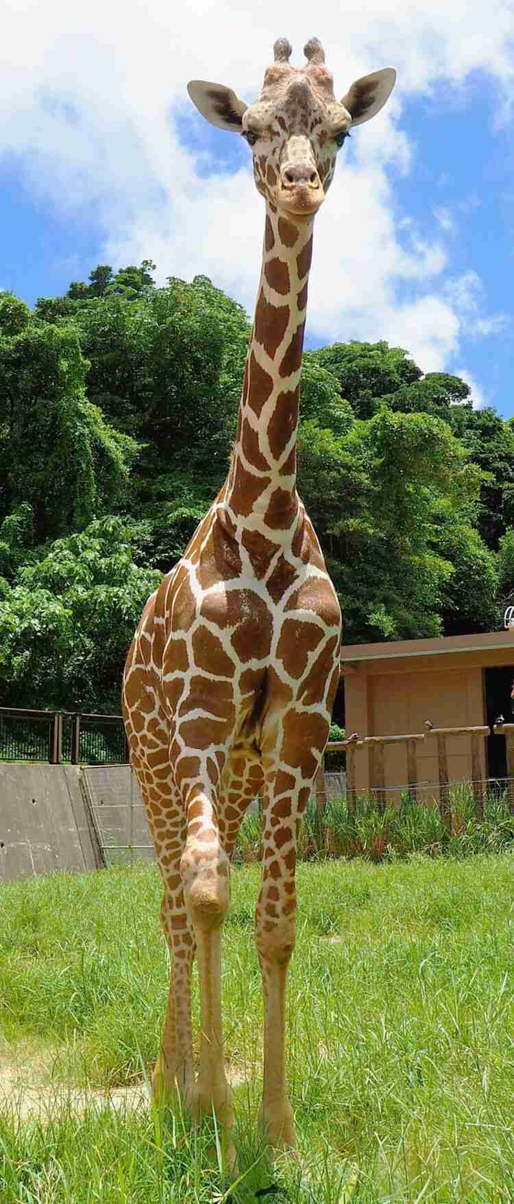 動物園で一番好きな動物