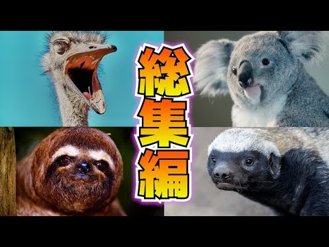 バチクソアニマル、みんな違ってみんないい【総集編】