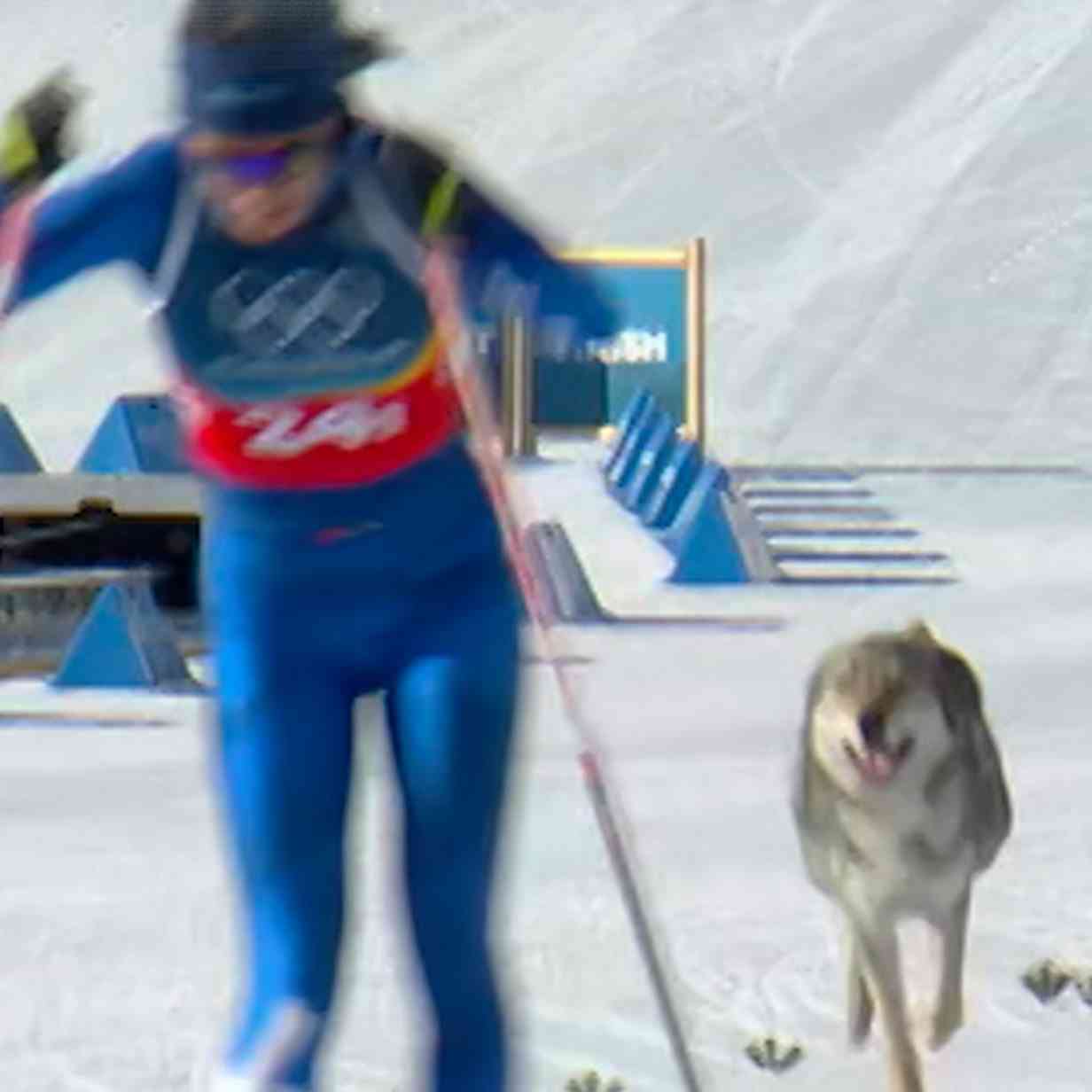 【珍事】乱入!クロスカントリーで選手と共に犬が気持ちよくゴール フィニッシュ写真も撮られる粋な対応 ミラノ・コルティナ五輪