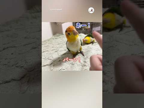 流れ弾に当たったインコ｜PECO #シロハラインコ #オウム #鳥 #鳥のいる暮らし #whitebelliedcaique #parrot #bird #birdlover #birdvideos