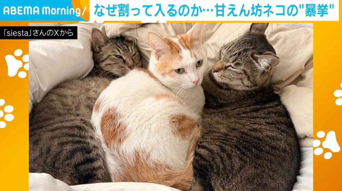 なぜ割って入るの？甘えん坊ネコの“暴挙”に「だってあったかいんだもん」「不満げな両サイドが可愛いw」など反響 | 話題 | ABEMA TIMES | アベマタイムズ