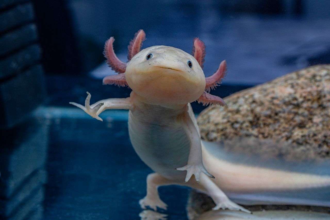 🐍爬虫類・両生類好きな人🐸※閲覧注意※