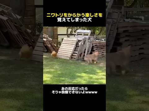 ニワトリをからかう楽しさを覚えてしまった犬