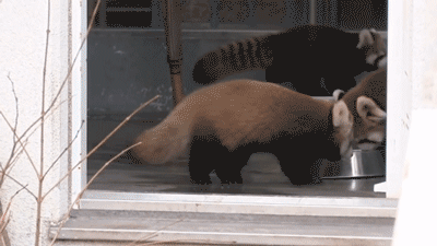 動物の脱走を想定した捕獲訓練 ｢もし逃げても万全の対応ができるように｣ レッサーパンダ役の職員が園内を逃げ回る 名古屋･東山動植物園