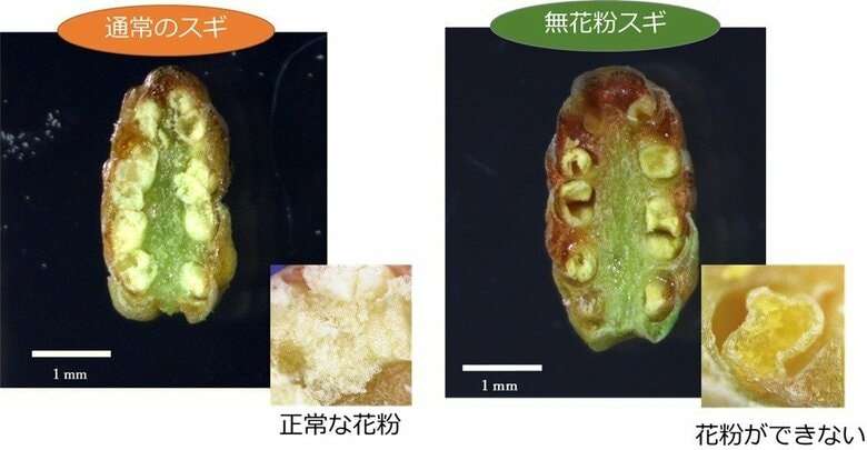 花粉ゼロ！“夢の”スギの木の母樹が7本誕生！東京都育成の「心晴れ不稔1号」花粉症患者の救世主となるか
