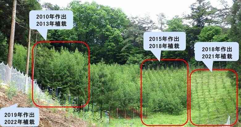 花粉ゼロ！“夢の”スギの木の母樹が7本誕生！東京都育成の「心晴れ不稔1号」花粉症患者の救世主となるか