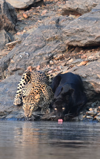 ヒョウとクロヒョウが仲良く並んで水を飲む姿をインドでの保護区で激写
