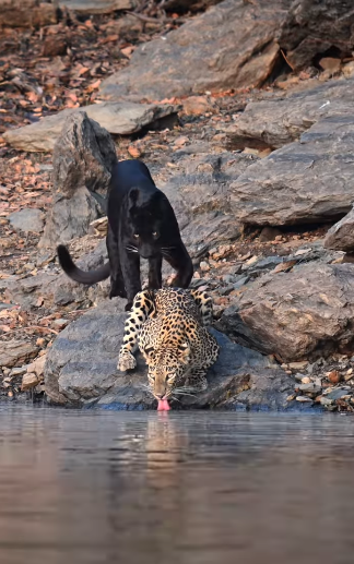 ヒョウとクロヒョウが仲良く並んで水を飲む姿をインドでの保護区で激写
