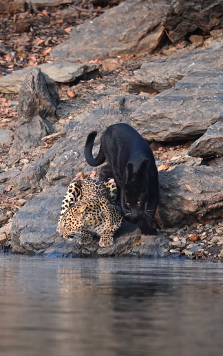 ヒョウとクロヒョウが仲良く並んで水を飲む姿をインドでの保護区で激写