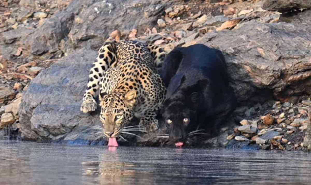 ヒョウとクロヒョウが仲良く並んで水を飲む姿をインドでの保護区で激写 | カラパイア