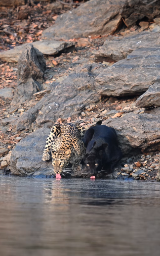 ヒョウとクロヒョウが仲良く並んで水を飲む姿をインドでの保護区で激写