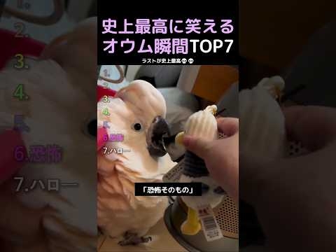 史上最高に笑えるオウム瞬間TOP7