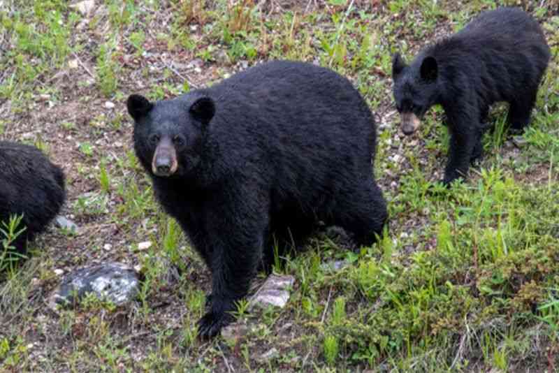 《クマ騒動は収束？》年明けに出没が激減も、専門家が警告「今年は西日本が多くなる」春以降に再接近か | 週刊女性PRIME