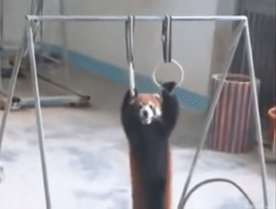 動物の脱走を想定した捕獲訓練 ｢もし逃げても万全の対応ができるように｣ レッサーパンダ役の職員が園内を逃げ回る 名古屋･東山動植物園