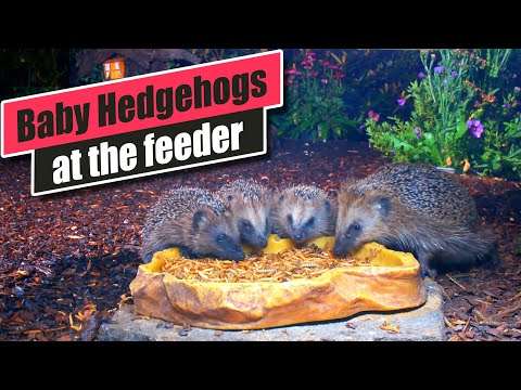 Wild Hedgehog babies with mother at the feeding station - Sept. 16 2025