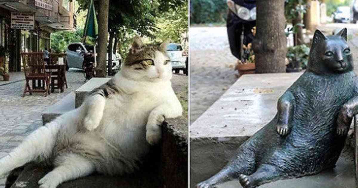「ずっと街を見守ってやるニャン」トルコの名物猫、亡くなった後も同じポーズで佇む | HuffPost