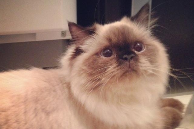 「鼻ぺちゃ猫は、ほかの猫種と比べて麻酔による絶命リスクが2倍以上高い」国際研究で明らかに