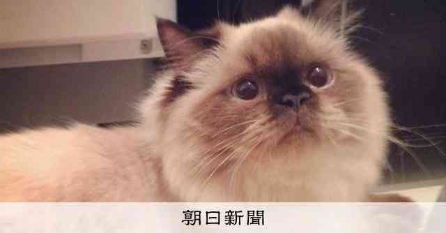 鼻ぺちゃ猫にひそむ注意点、国際研究で明らかに　1万5千匹調査：朝日新聞