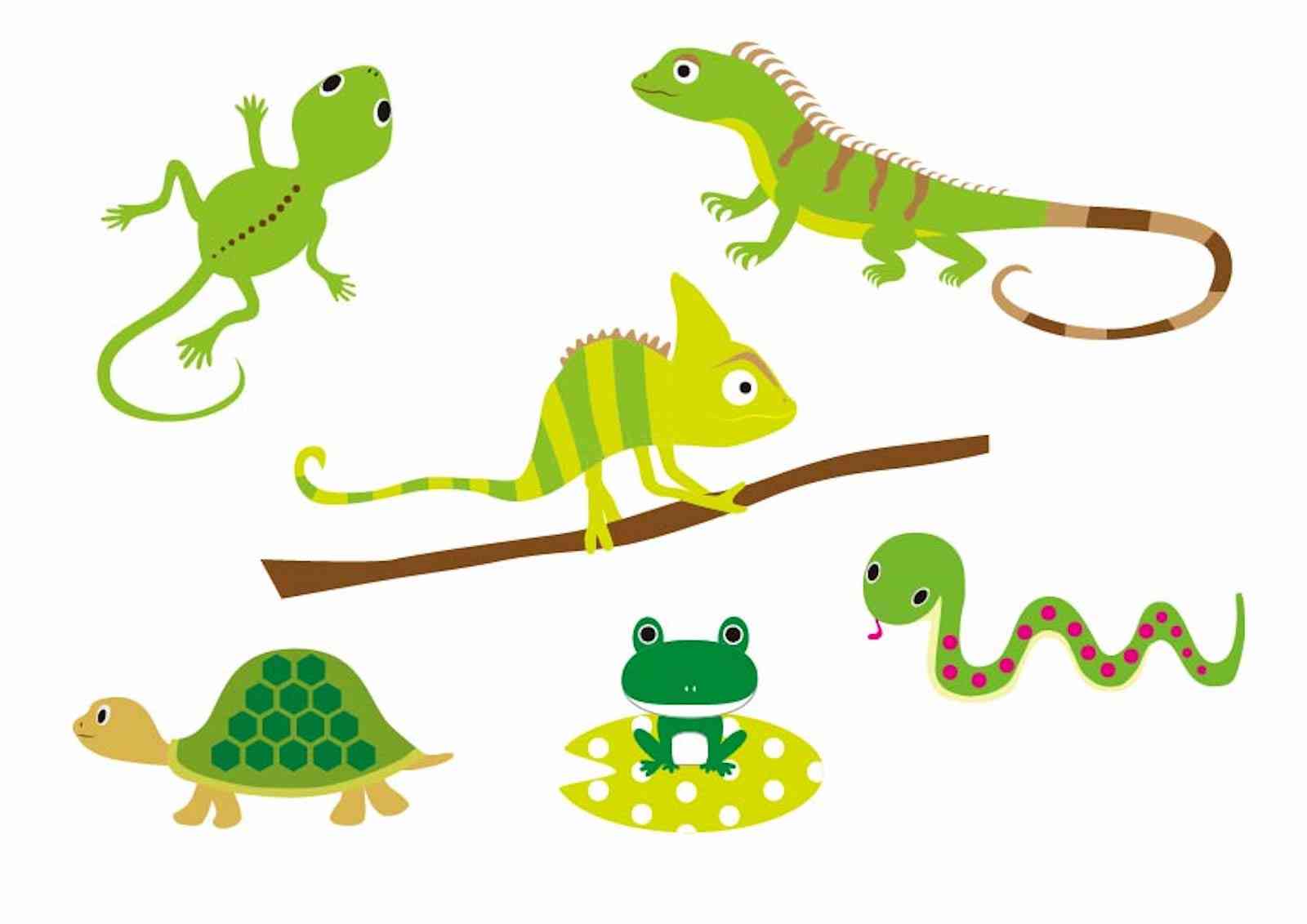 🐍爬虫類・両生類好きな人🐸※閲覧注意※