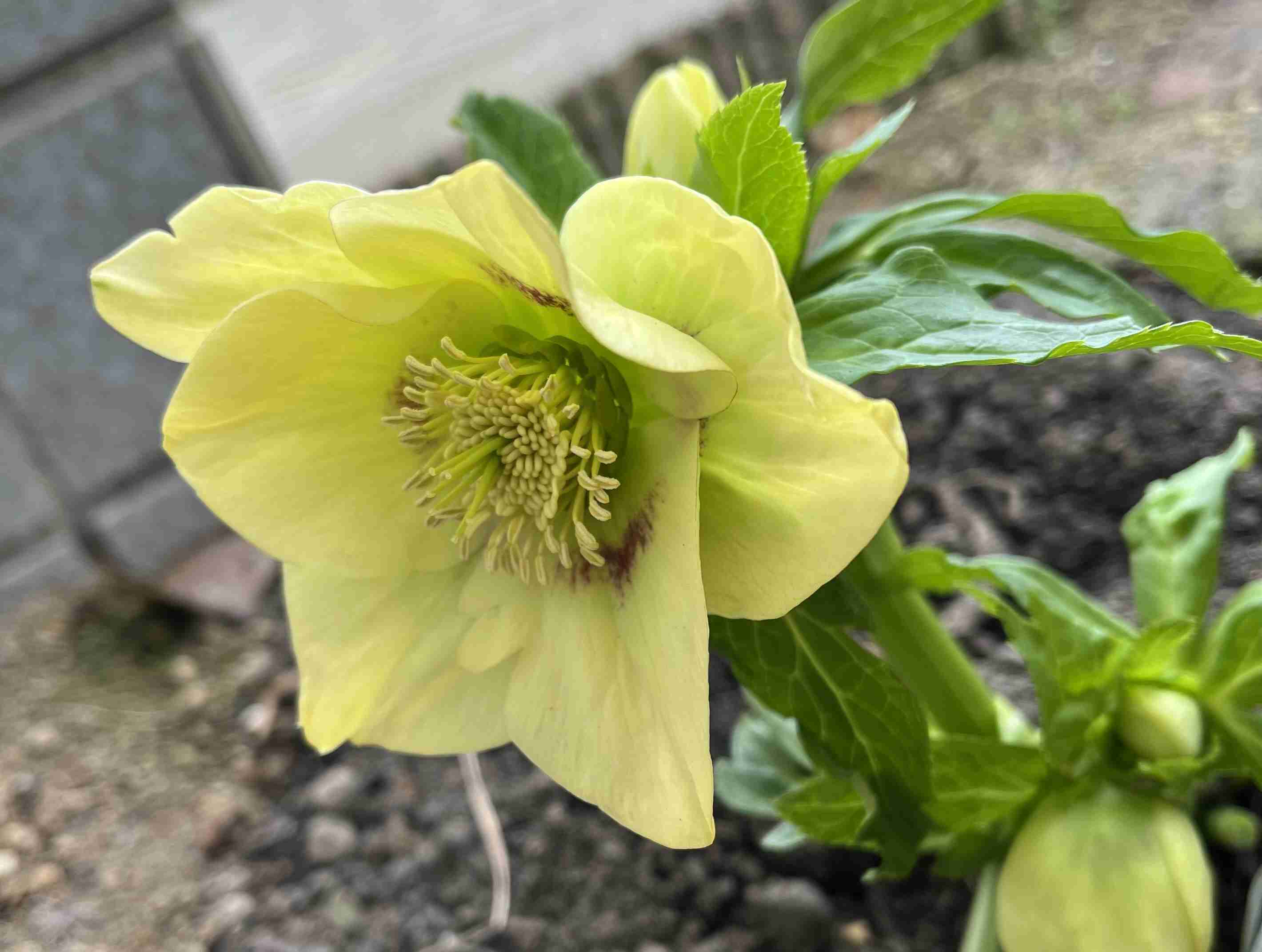 【ガーデニング】ガルちゃん園芸部【花・植物】part.54