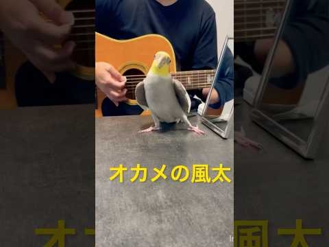 ミッキーマウスマーチを歌いながらドヤ顔をキメるオカメインコの風太くん♪ギターの音ズレご勘弁を?‍♂️