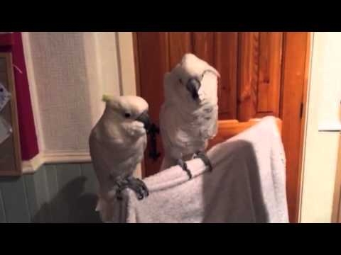 Rock & Roll Cockatoos