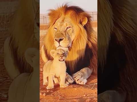 【考えること】#ライオン #lion #親子 #母親 #子育て #愛情 #shorts #comedy #アフレコ