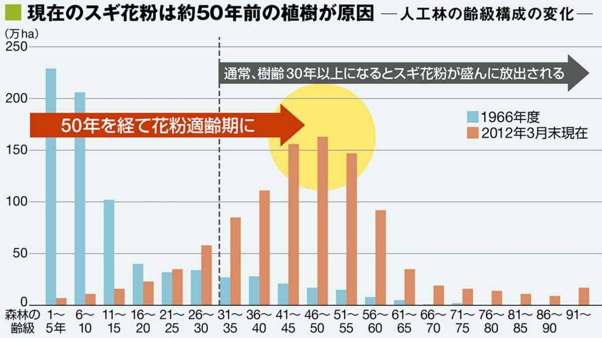 ｢花粉症対策スギ｣の普及が進まない根本理由 すべて植え替えるには700年掛かる！ | 健康 | 東洋経済オンライン