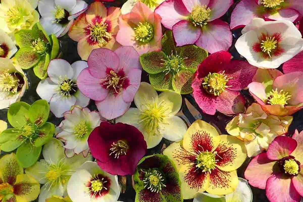 クリスマスローズは、なぜクリスマスに咲かないの？ 基礎知識入門｜交配種・花のしくみ・名前の由来（みんなの趣味の園芸） - Yahoo!ニュース